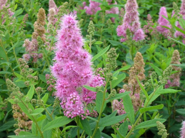 Spiraea billardii "Triumphans" - (Kolbenspiere),